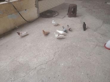 mal qara qusar: Hamsi sahiblendirlir tam saglamdilar — 1