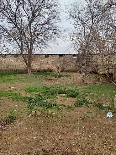 Balıqlar: Toyuq cücələri, Ətlik — 6