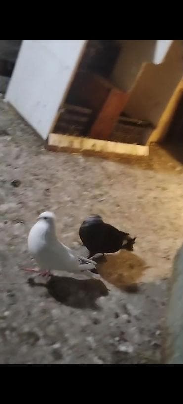 Heyvanlar: Ebres qugrup mayadı nezık uzun mayadı hazır kankıret adamlar narahat — 2