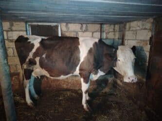 inekler ucar: ⭐ Smental melezi ⭐ 2 aylıq süni mayalanmadan boğaz ⭐ Günlük 12 litr — 2