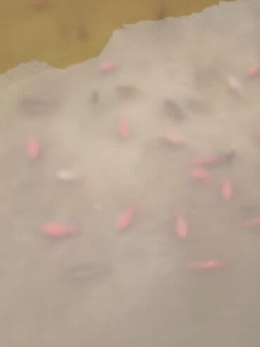 купить аквариум в баку: Oranda 2 quyruq qiyməti 2 manat 4 quyruq qiyməti 3 manat. Ünvan — 12