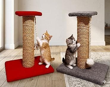 🐾Pişiklər üçün Dırnaqitiləyən - Yeni və keyfiyyətli! Evində pişik at lalafo.az 🐾Pişiklər üçün Dırnaqitiləyən - Yeni və keyfiyyətli! Evində pişik