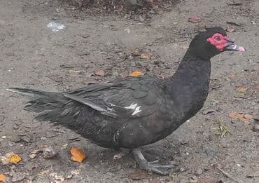 Inəklər, öküzlər: Erkək, | Macar, Damazlıq, Ünvandan götürmə — 2