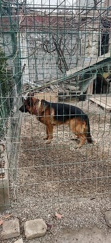 taksa it: Alman çoban iti, Erkek, Peyvəndli, Pulsuz çatdırılma — 2