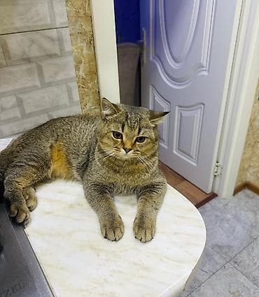 golden shinshilla: Qızıl şinşilla, Erkək, Cütləşmə üçün — 1