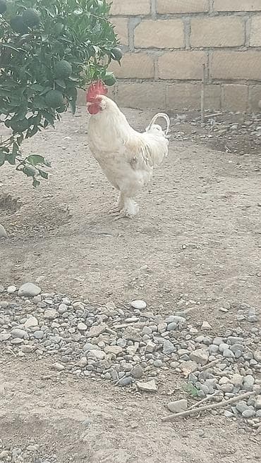 qızıl quş: Salam 1 ədəd bəzəkli yerli xoruz satılır 1 illiklər, damazlıq üçün — 2