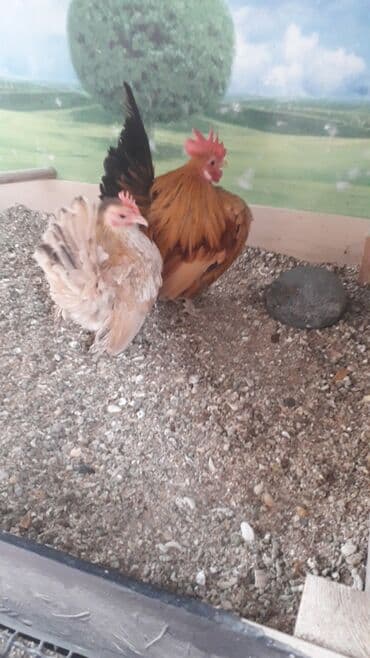 xacmaz heyvan bazari: Malaziya Seramasi — 2