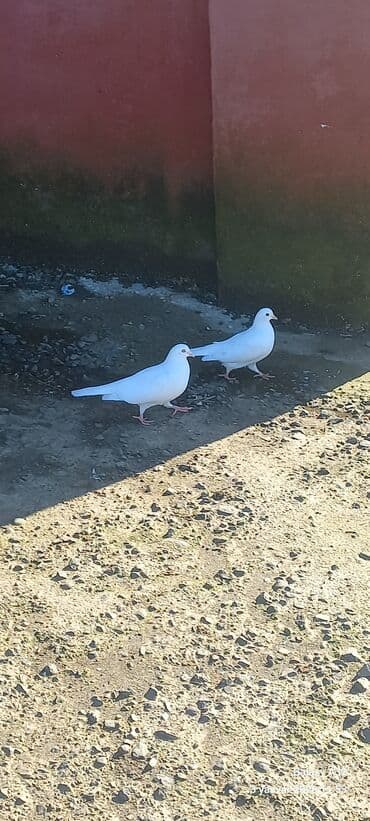 cins göyərçinlər: Ağ rəngli göyərçin cütü Super uçuşu var.İstəyən olsa munasib qiymətə — 2