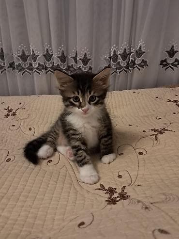 Tabbi, Erkək, Yaxşı əllərə