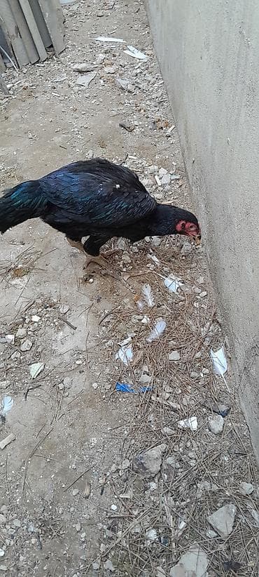 Toyugla barter olunur