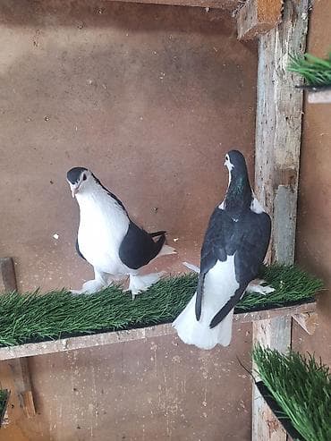 Heyvanlar üçün mallar: Hazır Cüt Bala Verən Çütlərdi Bala Almışam Özləri Kimi Təmiz Bala — 6