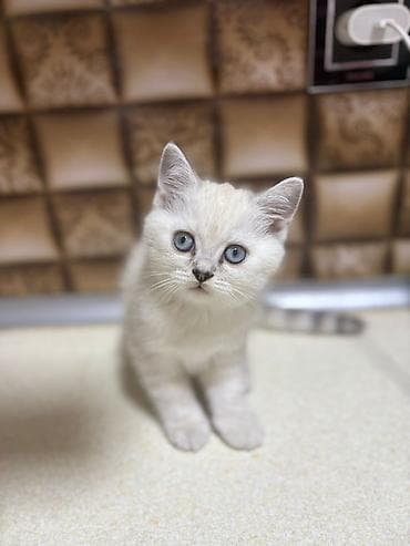 pişik ucun ev: Britan — 1