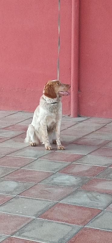 ov itləri: Koker spaniyel, 10 ay, Dişi — 6