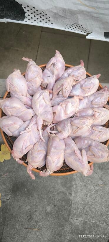 first class cay: Cox Dadli Sizde Alin! Her Ölçüdə her Böyüklükdə Bildirçin etimiz var — 2