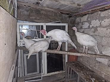 etlik cuce: Ağ rəngli hinduşkalar – 4 ədəd - Cins: ağ geniş döşlü (ağ turkeylər) — 2