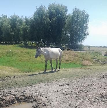 at satiram: Tünd). - 4 yaṣı var qulandır. 30, 35 yorğası var quzu kimi atdır çepik — 1