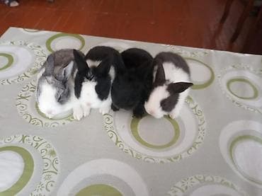 bala pişik: 🟠 Ev dovşanı balalarına super endirim kampaniyası. müvəqqəti olaraq 50 — 10