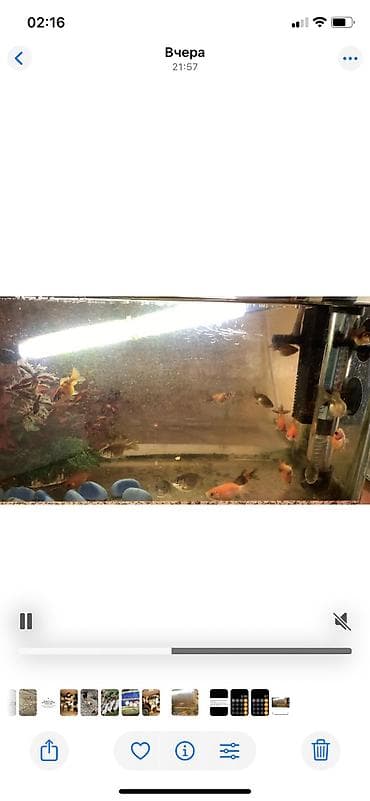 balaca heyvanlar: Tetra balığı, Sülhsevər — 3