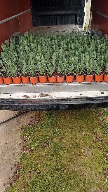 Lavanda fidanları – saksıda - Bitki: Lavandula (lavanda)