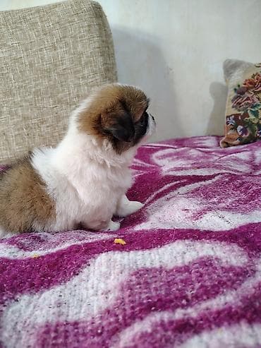 Pekines, 2 ay, Erkek, Peyvəndli, Ödənişli çatdırılma, Pulsuz çatdırılma — 8