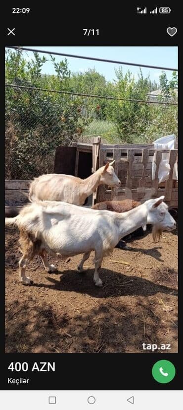 Məhsul: Keçilər satılır boğaz keçilər sudlü heyvanlardı Qiymət: 400
