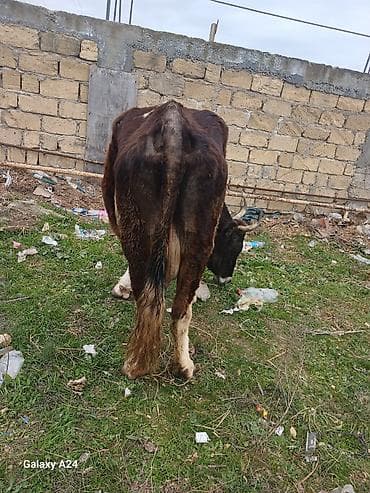 cuce ve xoruz temsili: Tecili sok sok qimete inek satilir tecilisagilir 6 litir sudu var — 5