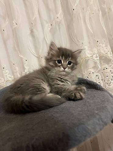 ucuz it yemleri: Erkək, Dişi, Yaxşı əllərə, Ünvandan götürmə — 3