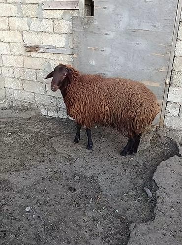 qoca qoyun: Qoyun – yerli tip, qəhvəyi yunlu - Rəng: tünd-qəhvəyi yun, qara — 3