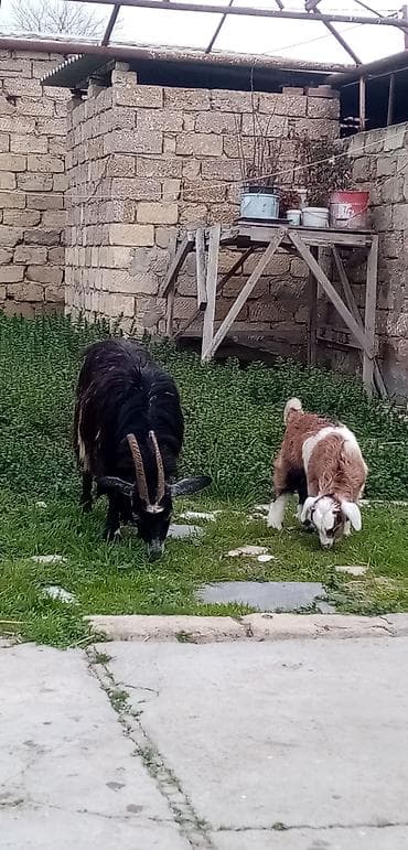 hələb keçiləri: Salam ana bala balası erkekdi saglam arpa yonca yeyen heyvandı real — 3