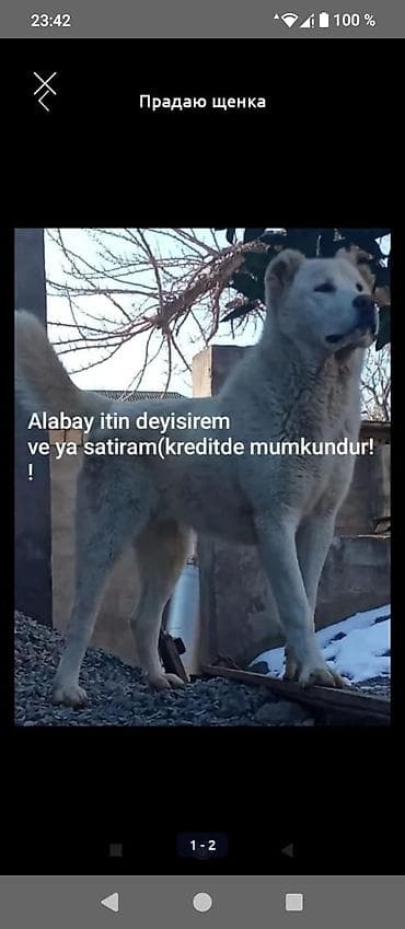 alabay itleri haqqinda melumat: Alabay, 2 il, Dişi, Cütləşmə üçün, Ünvandan götürmə — 1