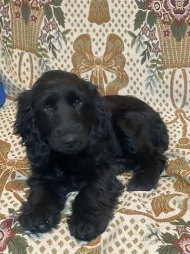 kullu xoruz heyratı: Koker spaniyel, 2 ay, Dişi, Peyvəndli, Ünvandan götürmə, Ödənişli çatdırılma — 2