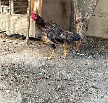 bildircin satisi: Heyvan 2yaş tamamdi temiz toyuq tukdu cinsli qanli heyvandi heyet — 2
