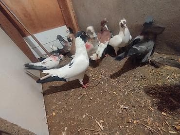 tutu suknje za mame i cerke: Məhsul: Ev göyərçinləri her biri sahibləndirilir wacap 0514383839 — 2