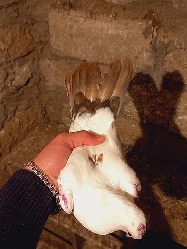 drakon goyərcin: Salam qirmiz quyurugdu maya olmadi oz quwlarim balasdi — 5