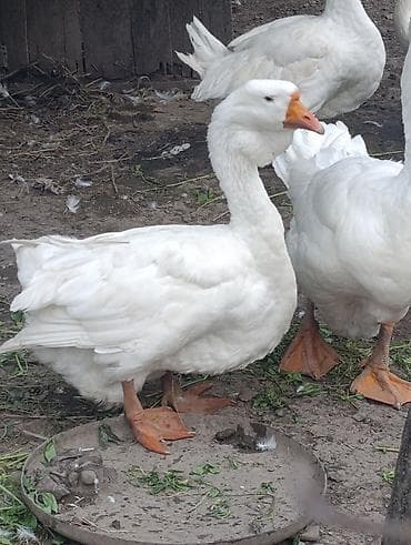 ucuz toyuq satisi: Dişi, | Xolmogor, Damazlıq, Rayonlara çatdırılma — 1