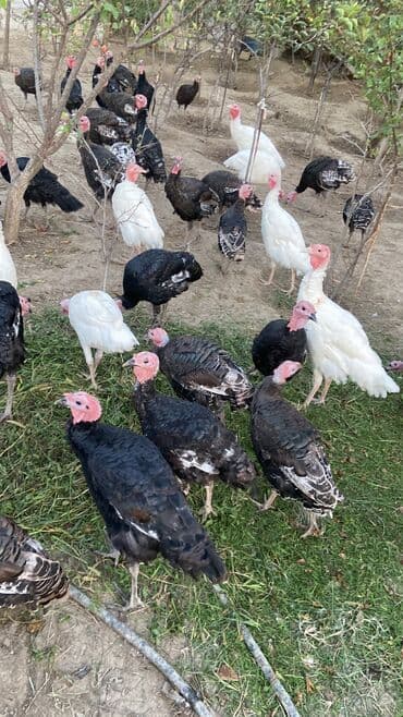 hinduşka yumurta: Salam super sağlan hinduşkalardır 40yaxındır çəkili heyvanlardır unvan — 6