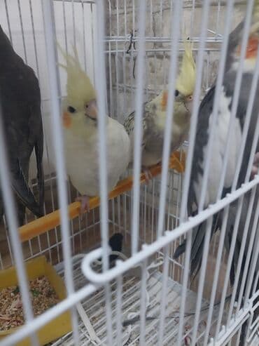 Məhsul: Nimfa tutuquşuları (Cockatiel) Xüsusiyyətlər: - Bir qəfəsdə