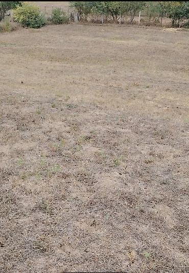 12 sot, Tikinti, Kupça (Çıxarış)