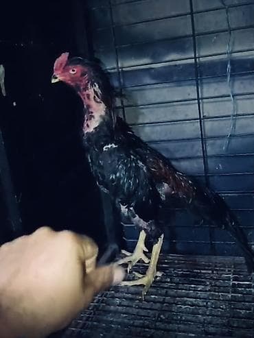 afcarka balasi erkey: Salam tecili satilir tergidirik deye bu qiymete qoyulub 12 ayliq — 1