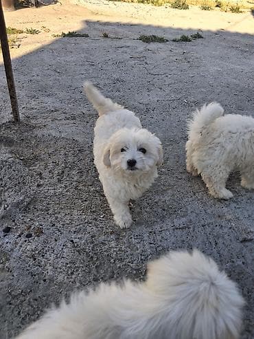alabay bala: Malta bolonka — 1