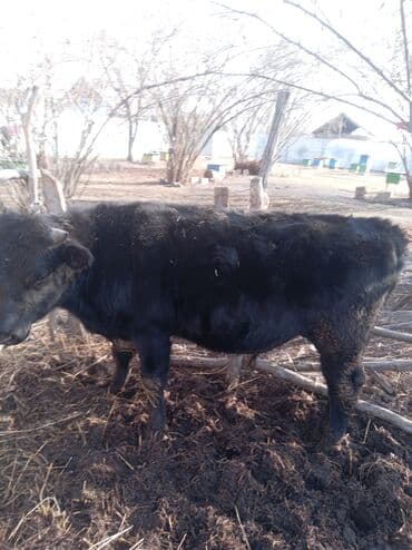 Другие животные: Самец, лет: 1, Для разведения — 9