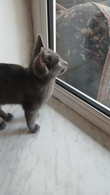 британская голубая кошка: Русская голубая, Самец, В добрые руки — 4