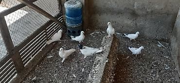 hind qusu daqestan sortu: Saqlam quslardir tek tek qiymet ferqlidir — 1