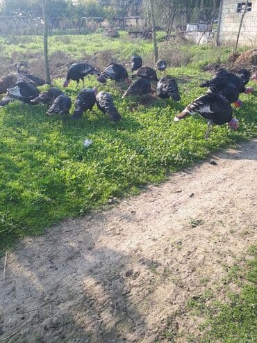 Коровы, быки: Самец, Для разведения, Самовывоз — 3