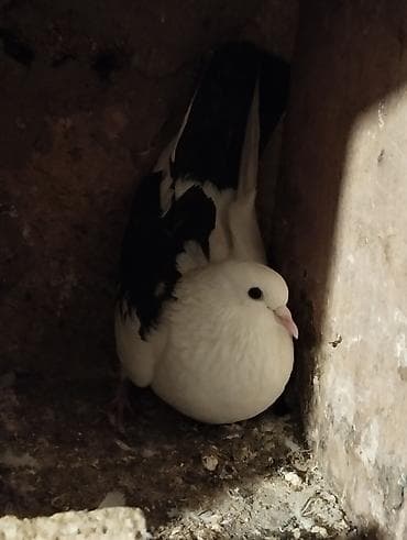 İtlər: Salam Aleykum çep maya tutulmadi dikelib oynuyan qusdu maya 25m — 9