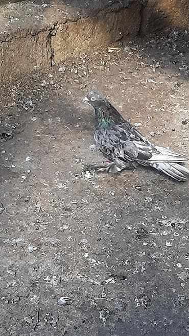 ebresler: Temiz qan ebres erkek qizgindi ayaqi tuklu kesilib papislari — 4