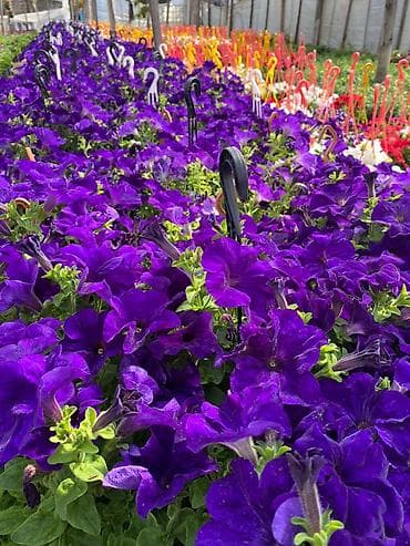 qab gulleri: Məhsul: Saksıda petuniya (Petunia) dekorativ çiçəklər Təsvir: - Rəng — 9