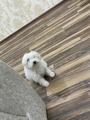 it satanlar: Malta bolonka, 2 ay, Dişi, Ünvandan götürmə — 6