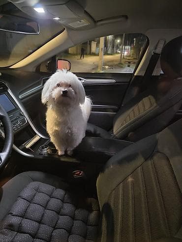 meydan itleri: Malta bolonka, 10 ay, Erkek, Cütləşmə üçün — 2