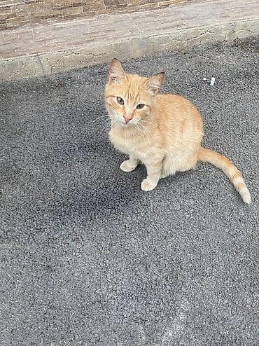 Pişik erkek etibarli ellere verilir